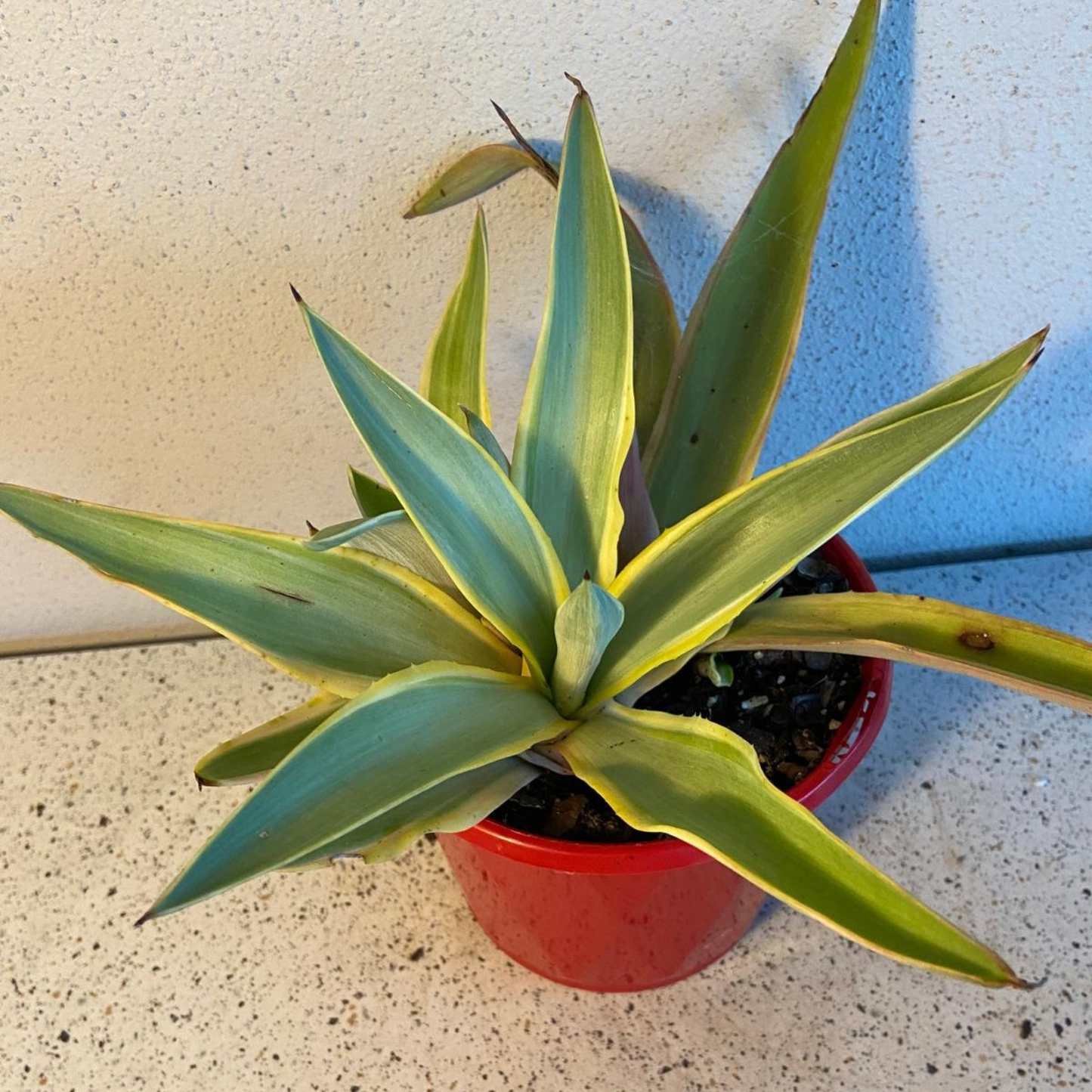 Agave Galactic Traveller