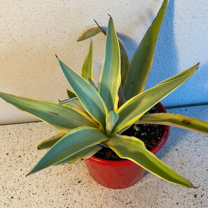 Agave Galactic Traveller