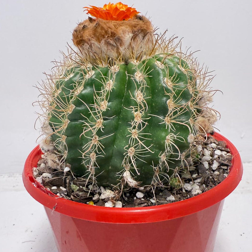 Parodia tuberculata 130mm– Low-Growing Desert Cactus for Pots and Rock Gardens