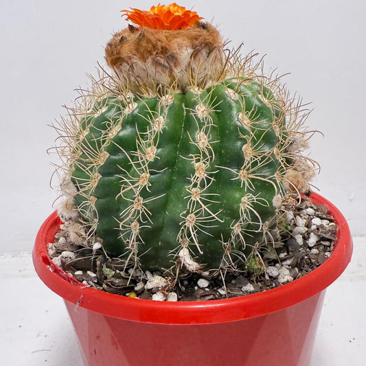 Parodia tuberculata 130mm– Low-Growing Desert Cactus for Pots and Rock Gardens