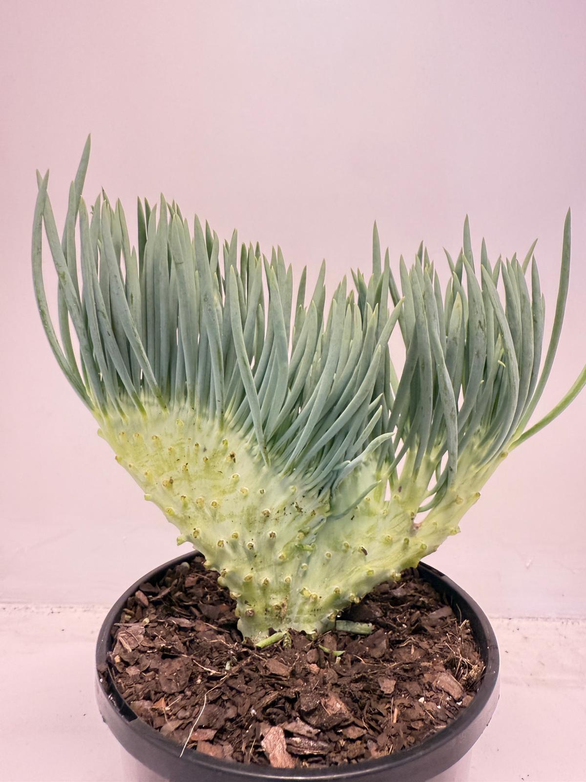 Mermaid Tail : Crested Senecio Talinoides - Narrow Leaf Chalk Stick #510