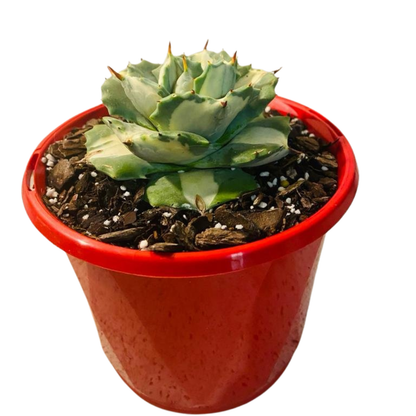 Agave Isthmensis Oji Raijin 130mm