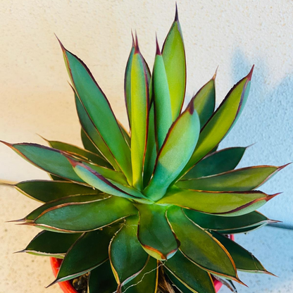 Agave Burnt Burgundy