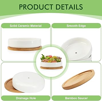 Succulent Planters with Drainage and Tray