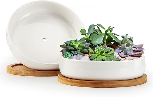 Succulent Planters with Drainage and Tray