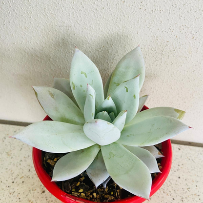 Echeveria Mexican Giant