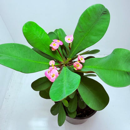 Euphorbia Mill #101