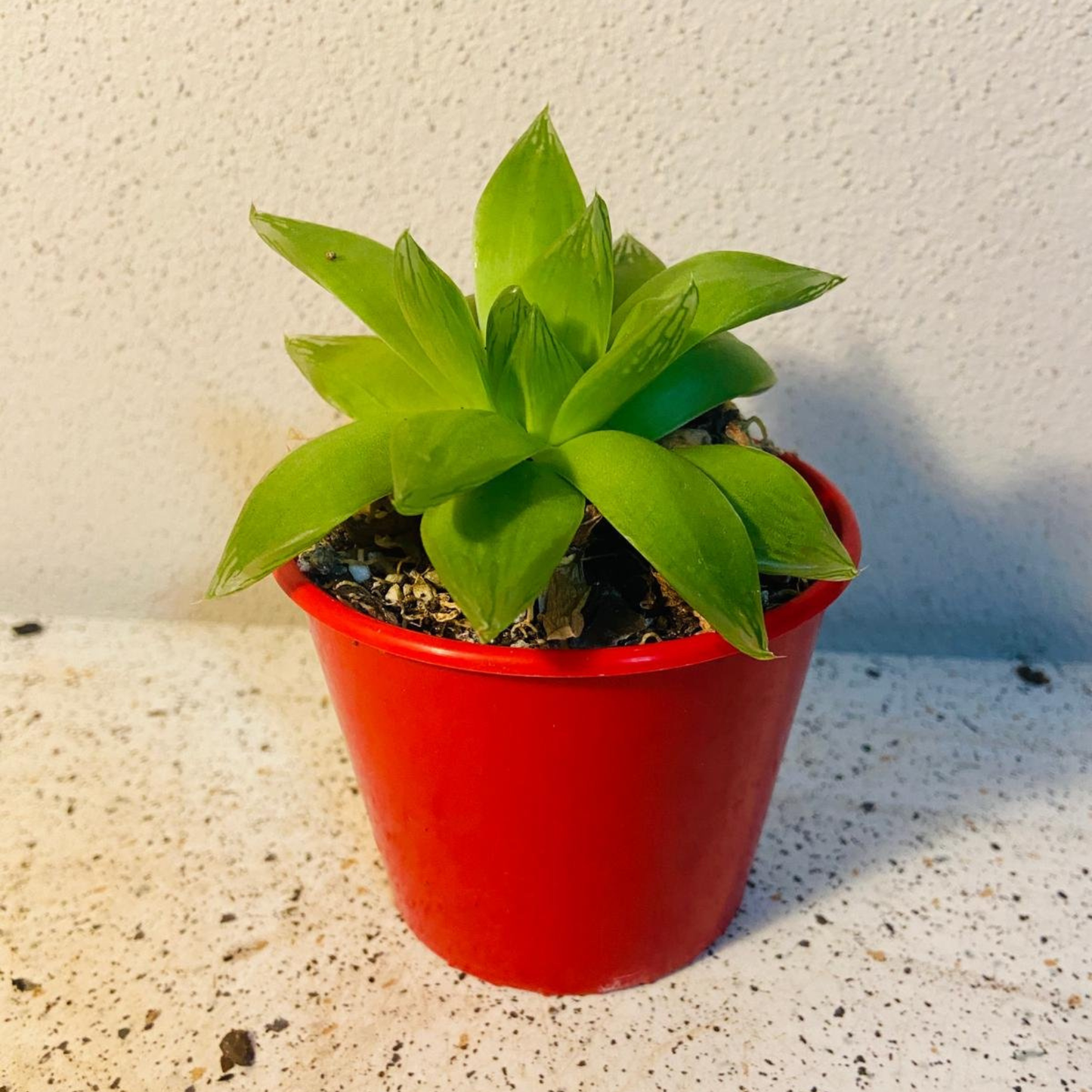 Haworthia Cymbiformis