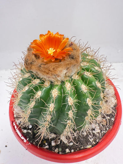 Parodia tuberculata 130mm– Low-Growing Desert Cactus for Pots and Rock Gardens