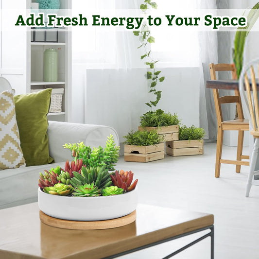 Succulent Planters with Drainage and Tray