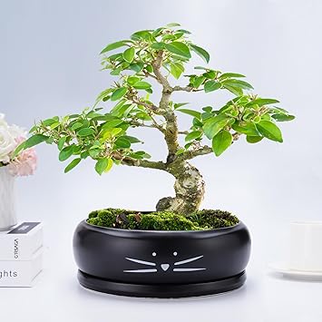 Koolkatkoo 8 Inch Cat Ceramic Succulent Planter Pot with Drainage Hole