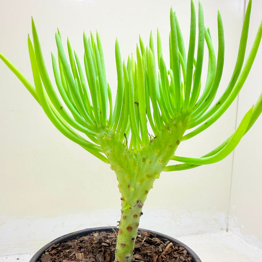 Mermaid Tail : Crested Senecio Talinoides - Narrow Leaf Chalk Stick #1008