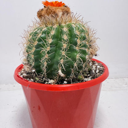 Parodia tuberculata 130mm– Low-Growing Desert Cactus for Pots and Rock Gardens