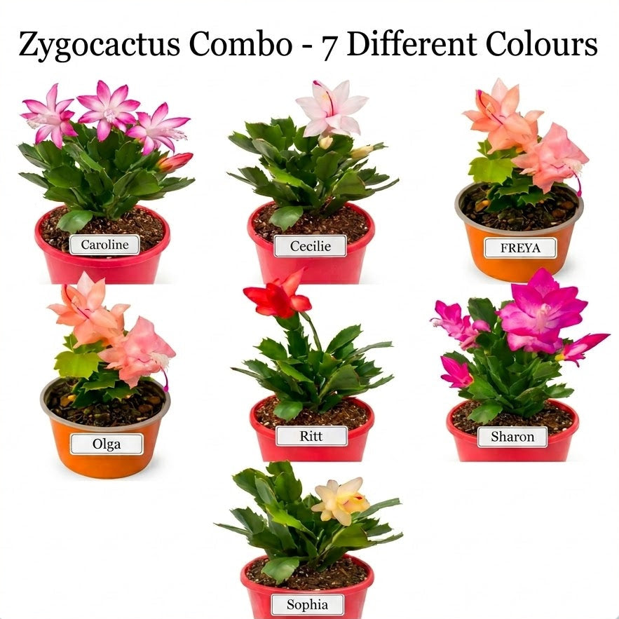 Zygocactus Combo - 7 Different Colours