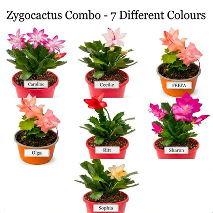 Zygocactus Combo - 7 Different Colours