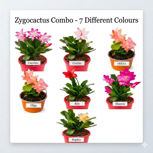 Zygocactus Combo - 7 Different Colours