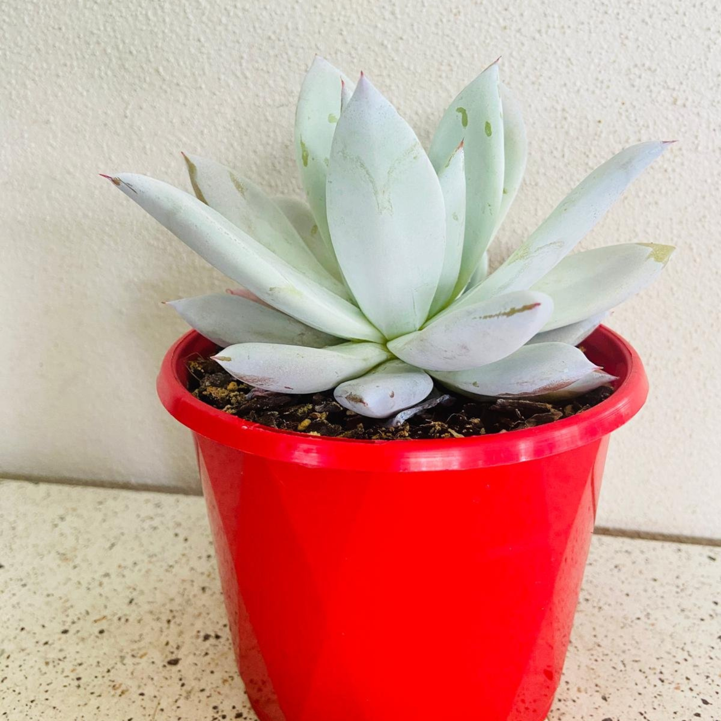Echeveria Mexican Giant