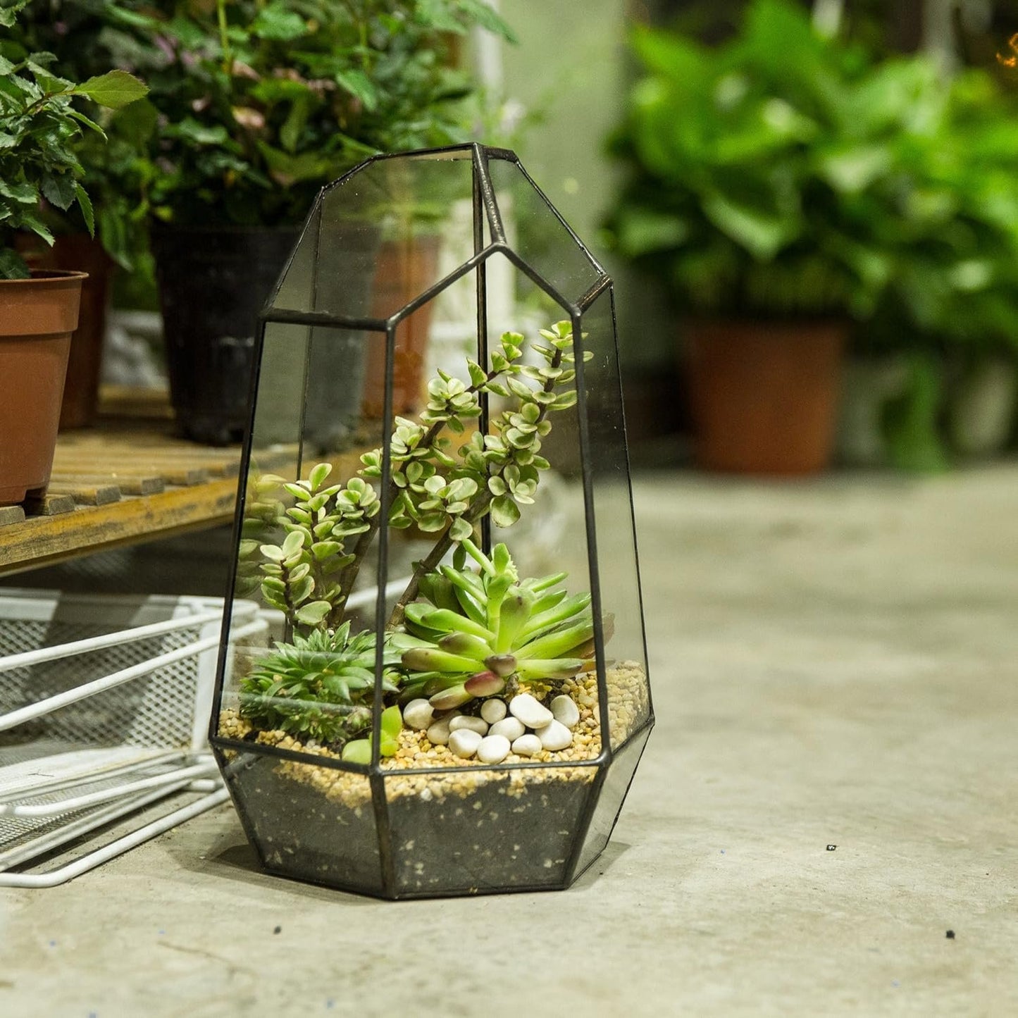 succulent geometric terrarium Glass Geometric Terrarium Box