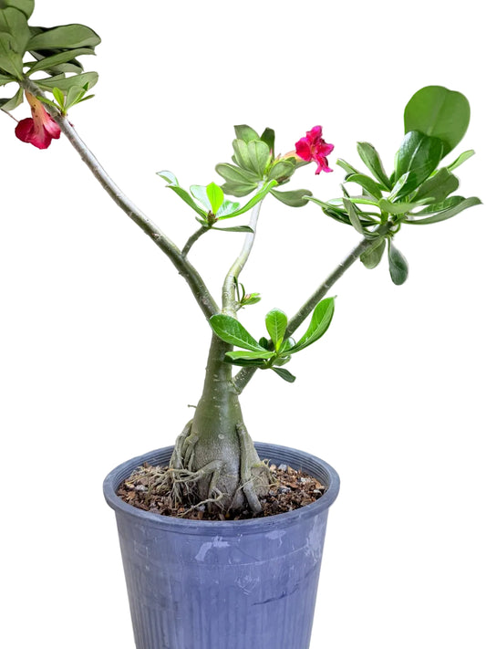Adenium Obesum Desert Rose - #221