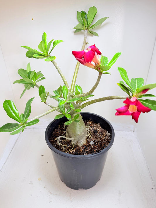 Adenium Obesum Desert Rose - Deep Crimson Red with Black border #514