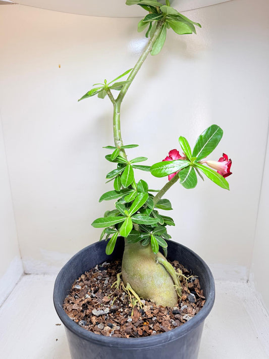 Adenium Obesum Desert Rose - Deep Crimson Red with Black Border #520