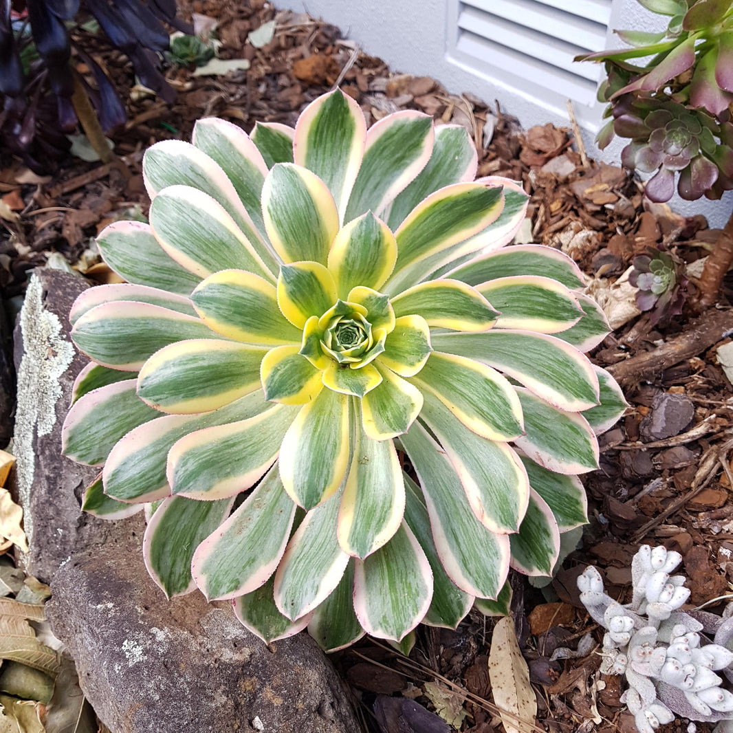 Aeonium visual data 7