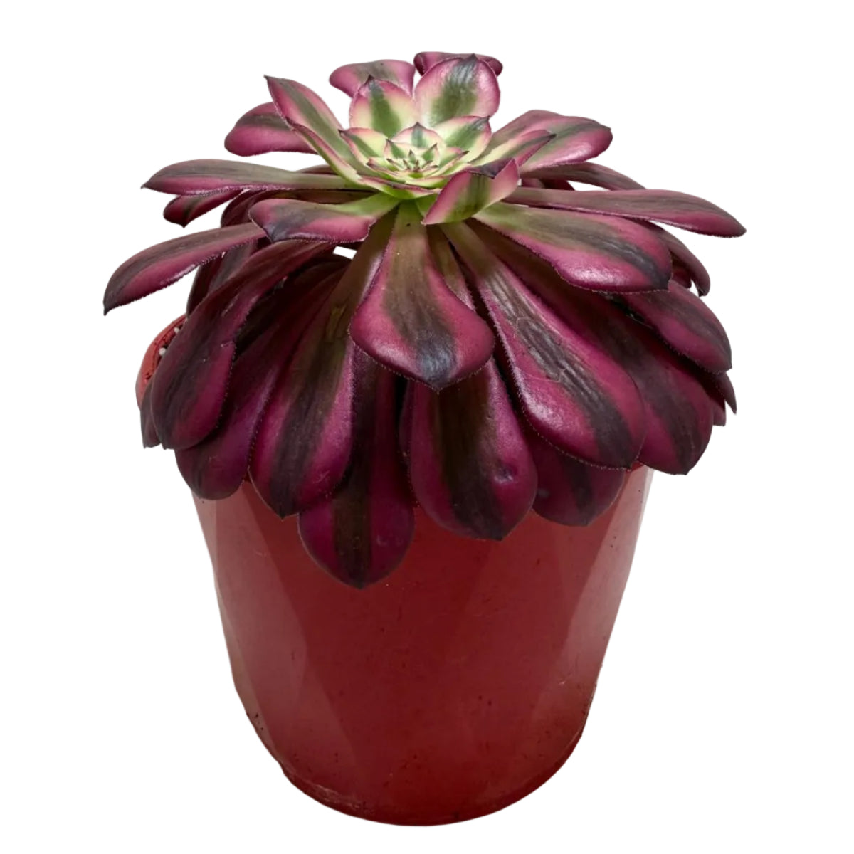 Aeonium ‘Red Sunny’ – Colourful Rosette Succulent | 130mm Pot