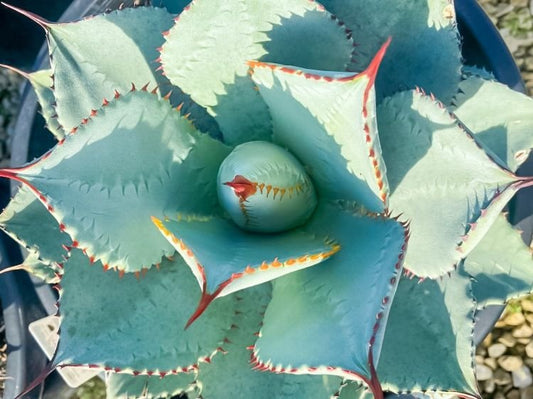 Agave Dragon Toes - 210mm Pot Size Plant