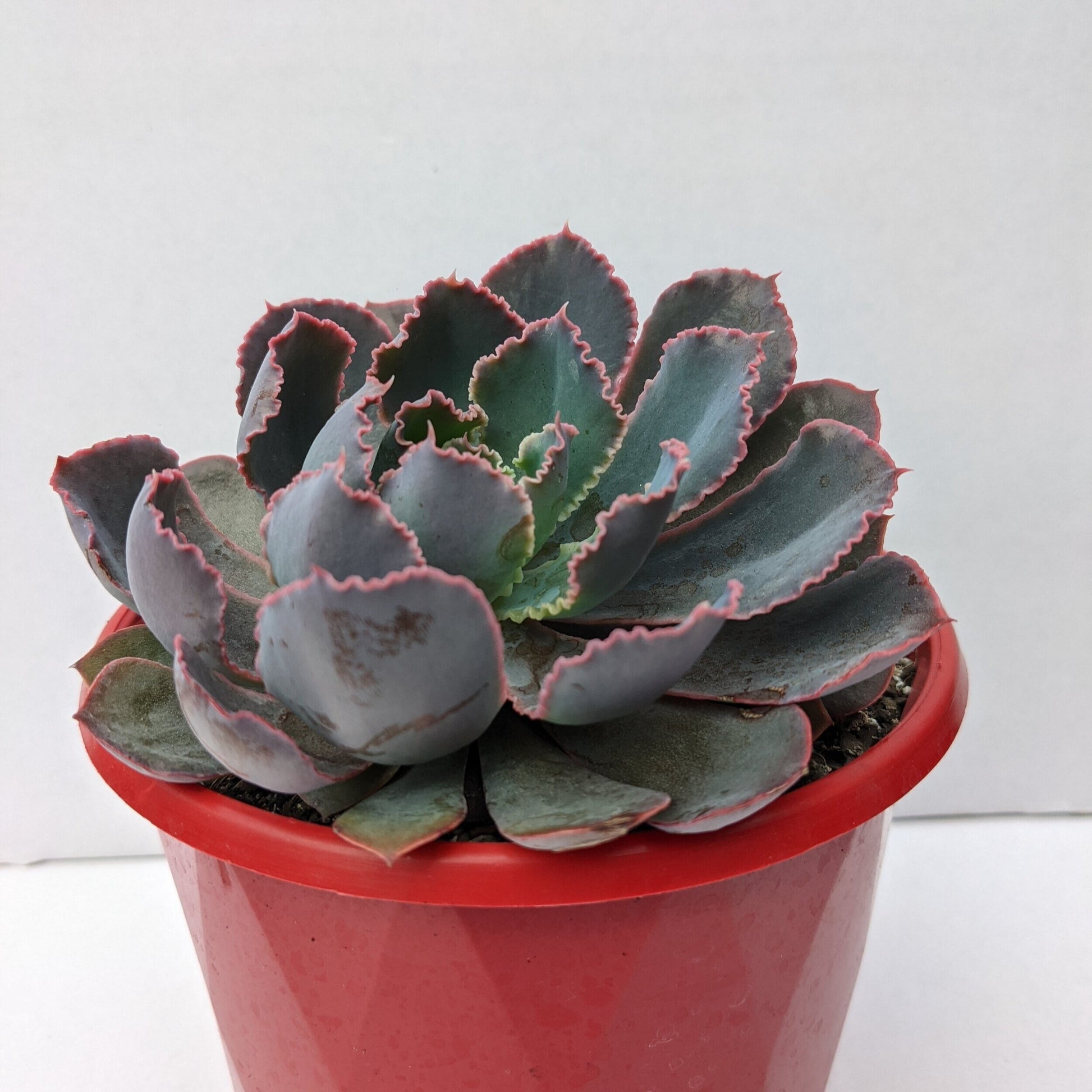 pink frills succulent Echeveria 'Pink Frills'