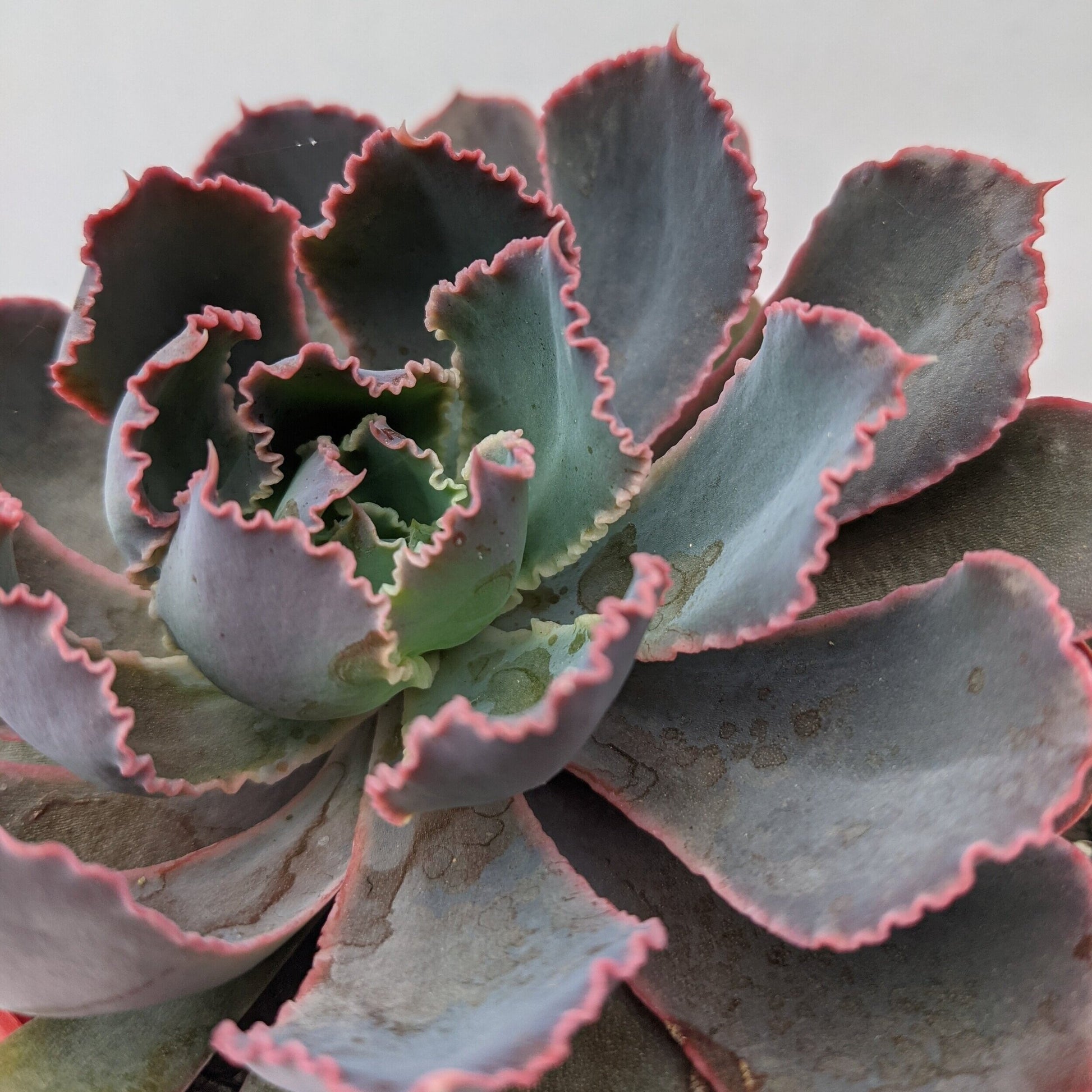 pink frills succulent Echeveria 'Pink Frills'
