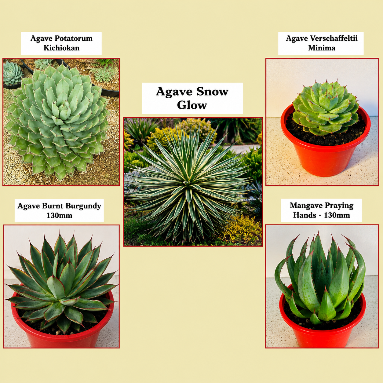 Agave Buster Pack - 2