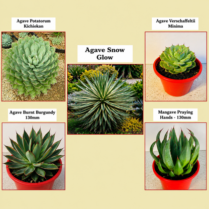 Agave Buster Pack - 2