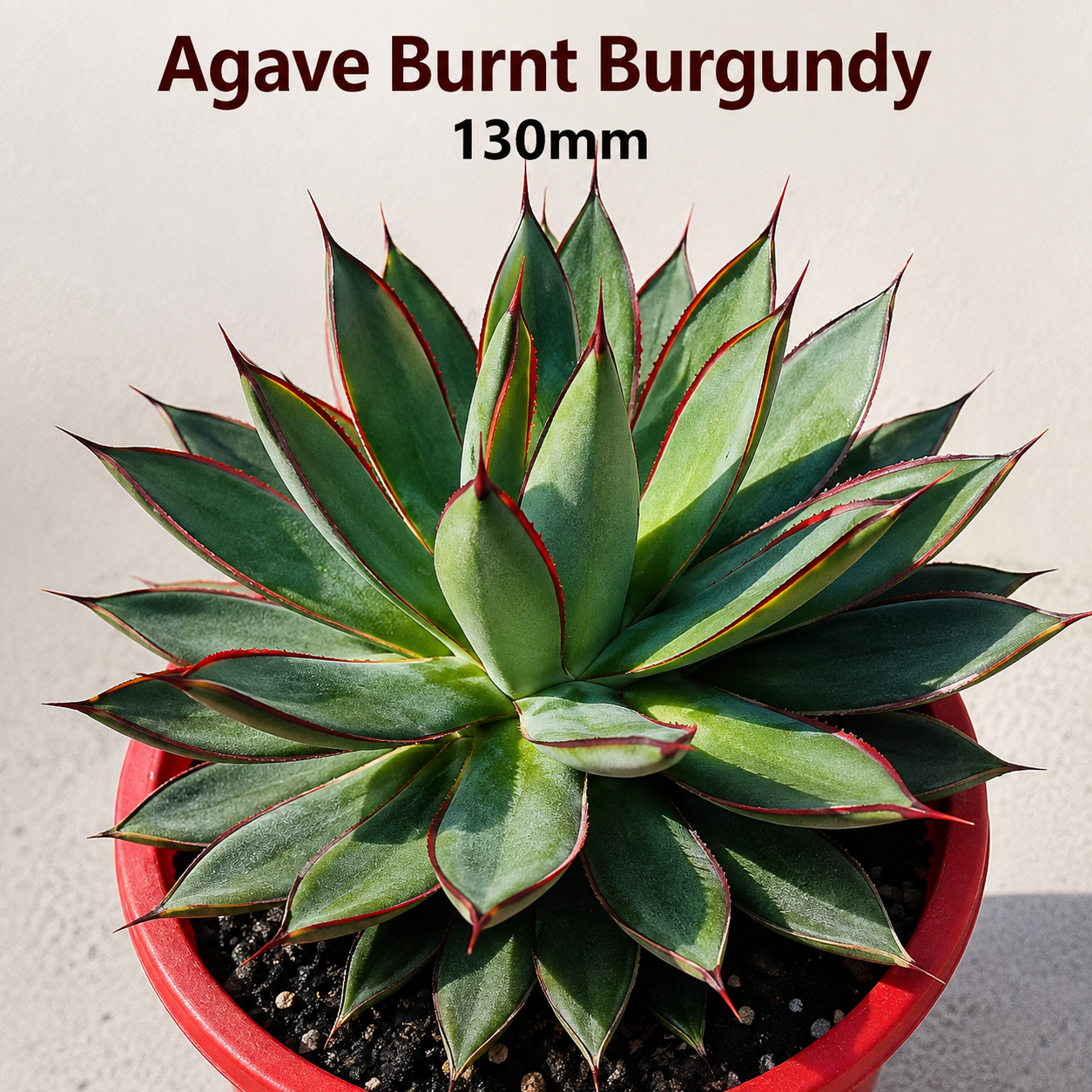Agave Buster Pack - 2