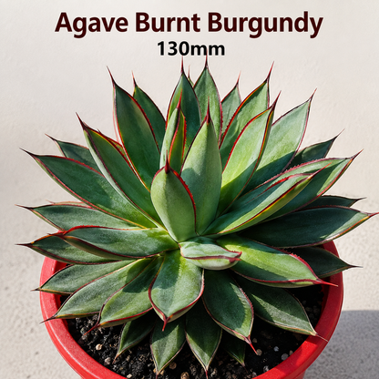 Agave Buster Pack - 2