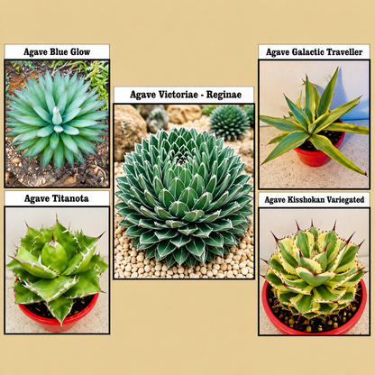Agave Value Buster Pack - 1