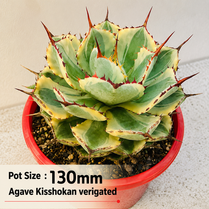 Agave Value Buster Pack - 1