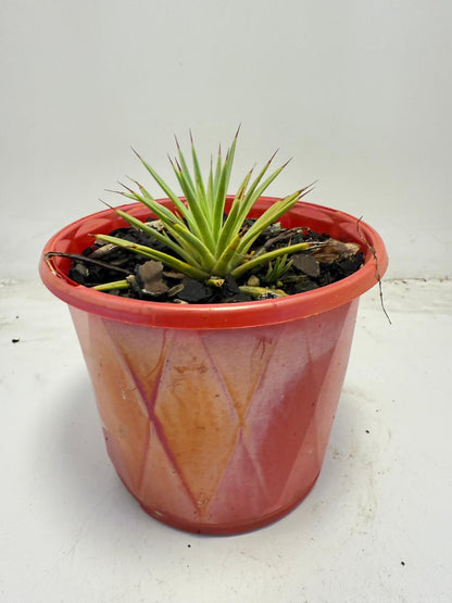 Agave stricta Nana | 130mm