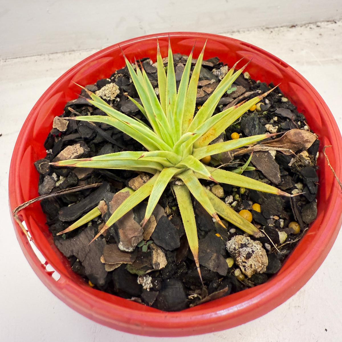 Agave stricta Nana | 130mm