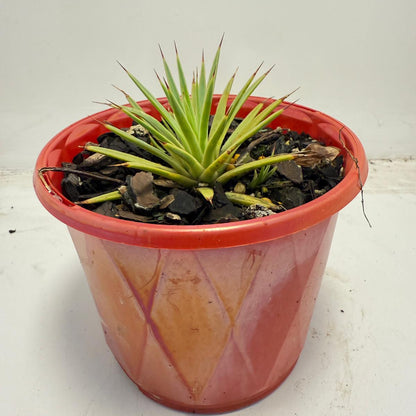 Agave stricta Nana | 130mm