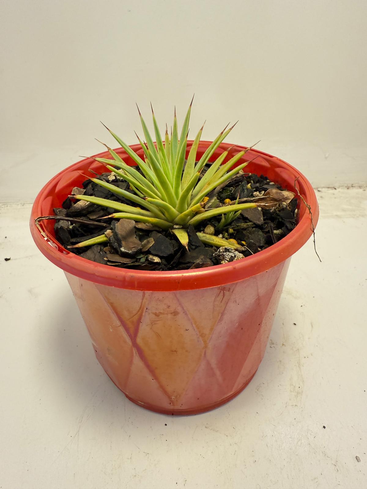 Agave stricta Nana | 130mm