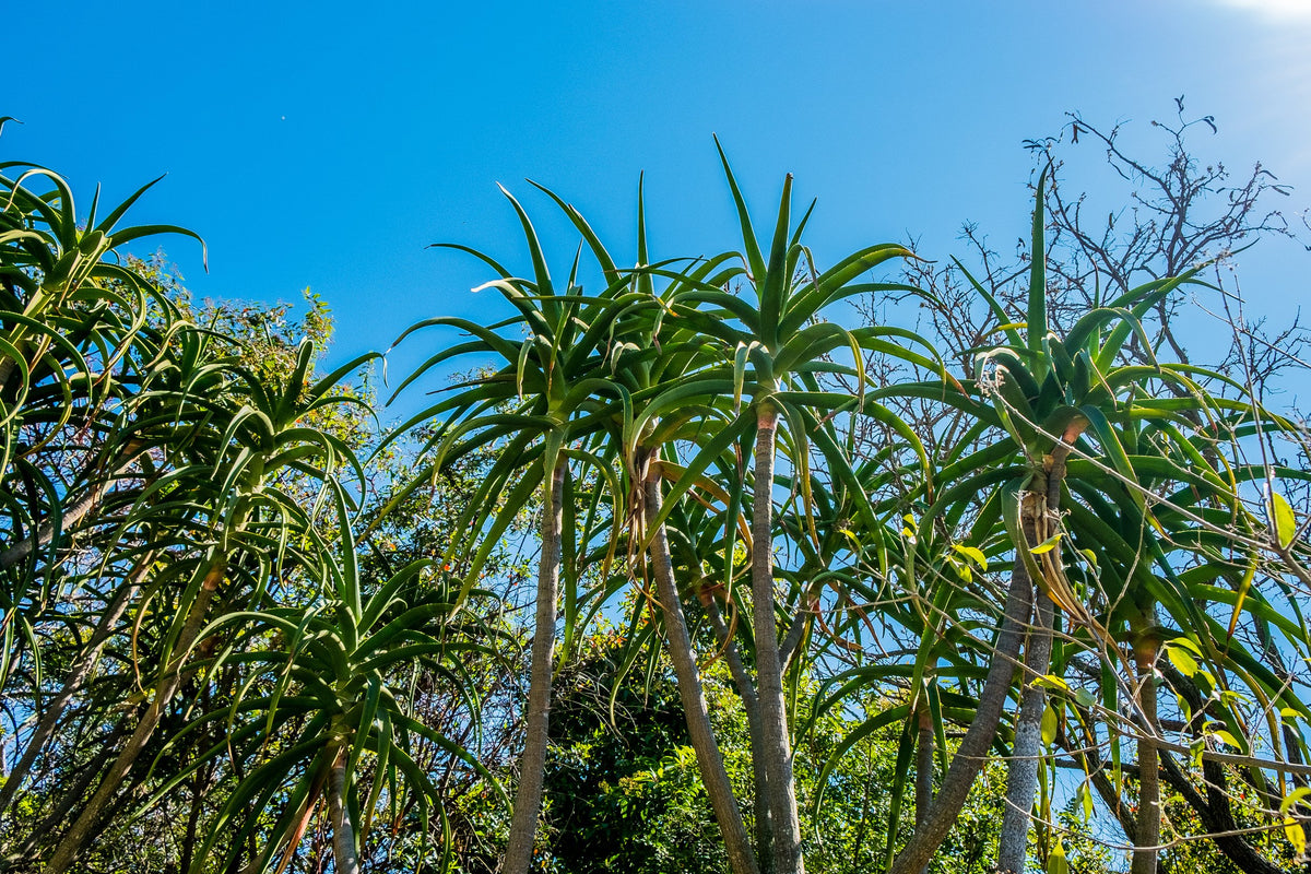 Buy Aloe barberae | Sculptural Tree Aloe – Succulents Online