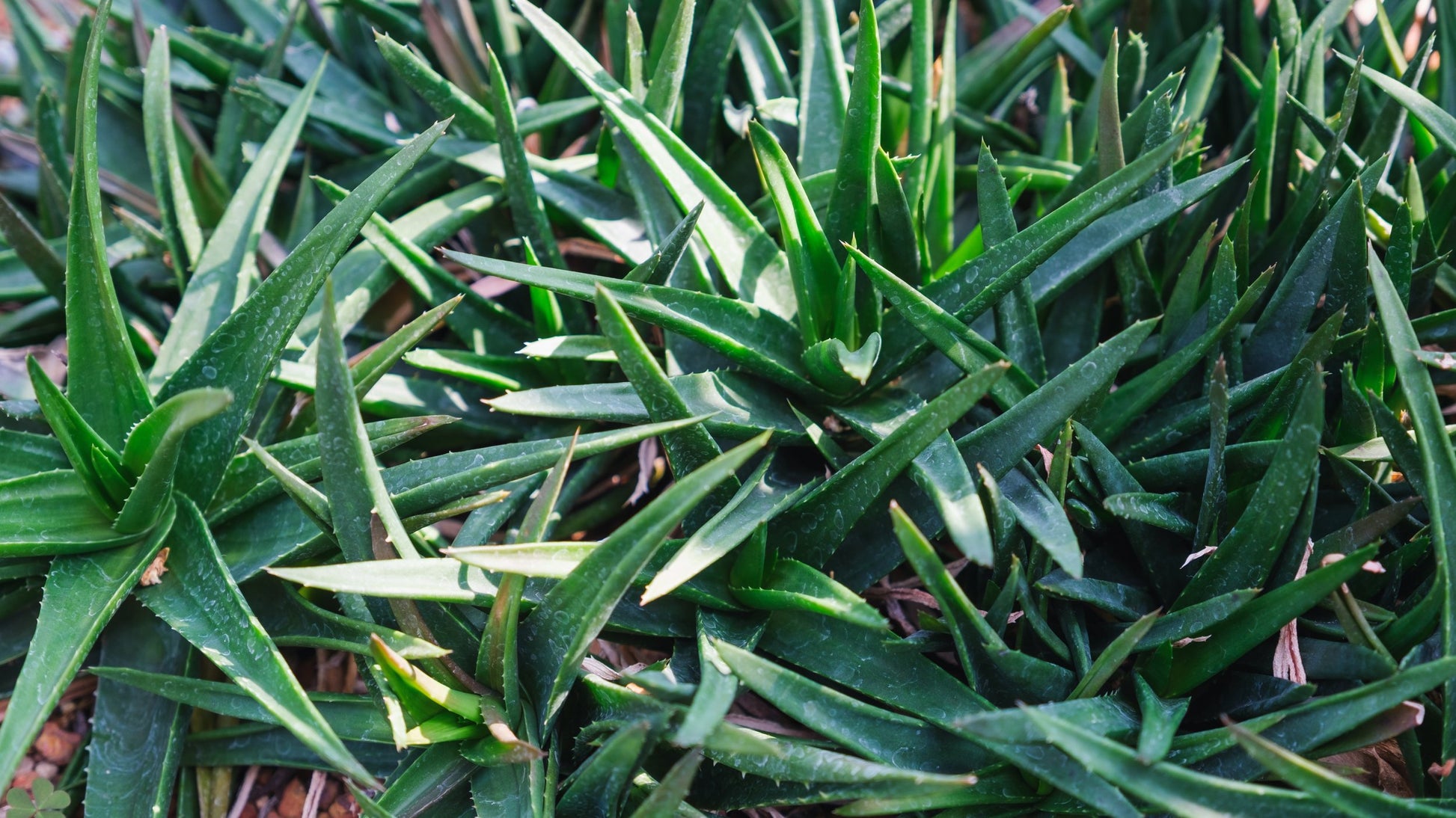 dark green aloe succulent Buy Aloe Black Gem