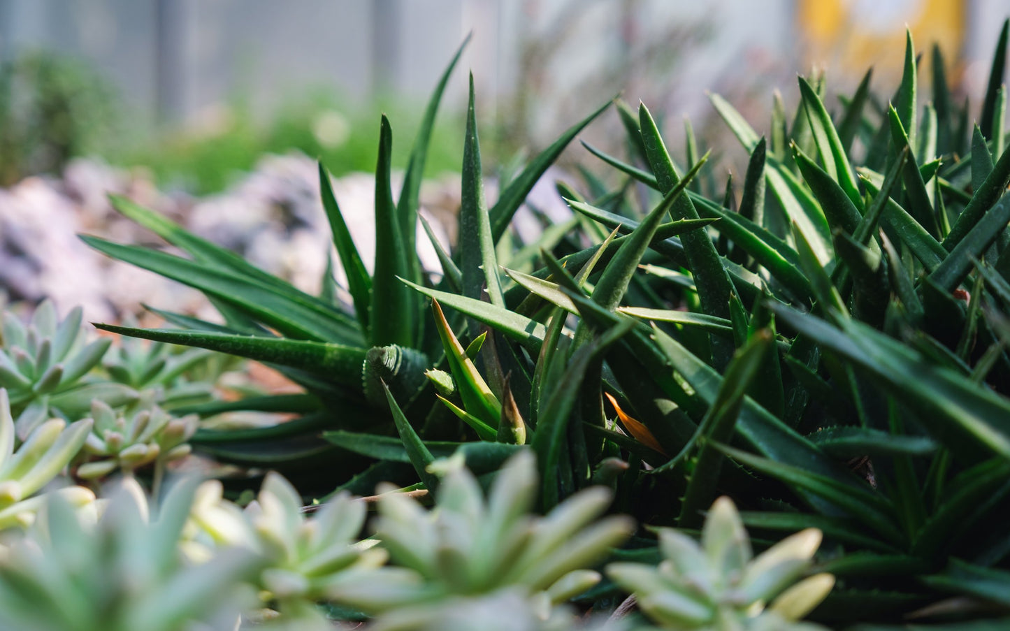 black gem aloe vera plant Buy Aloe Black Gem