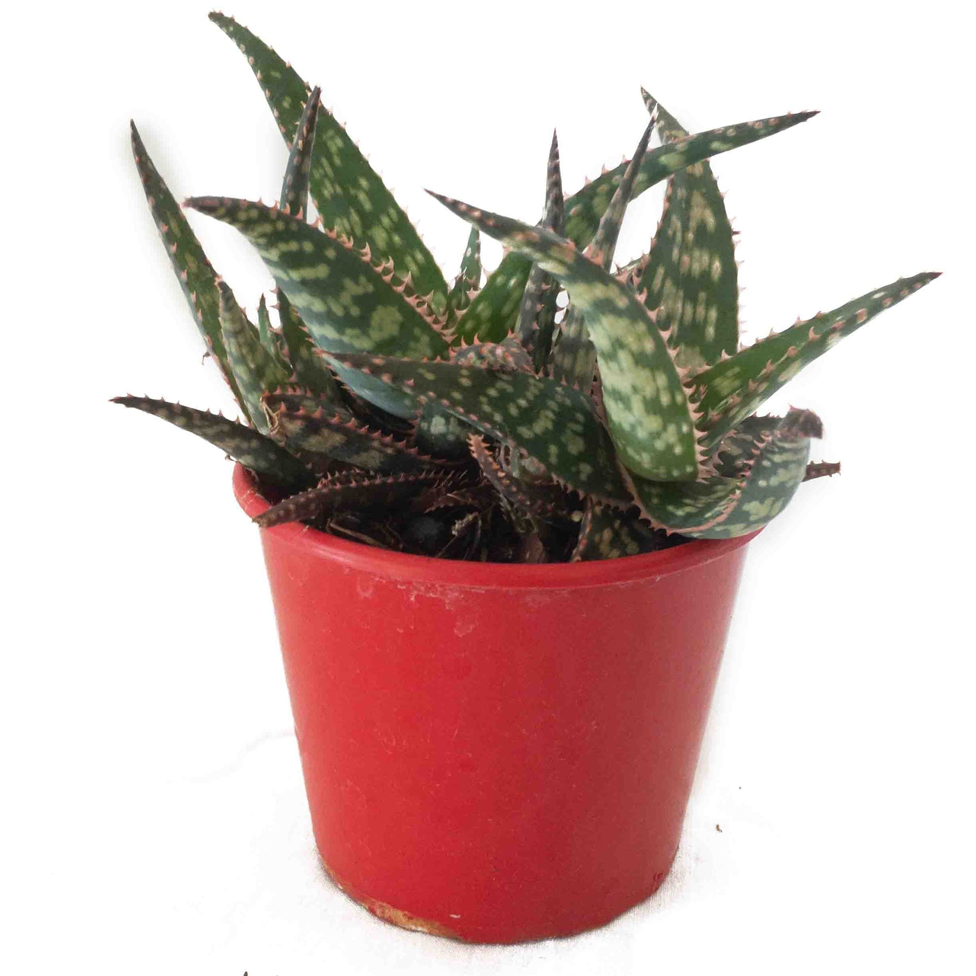 aloe vera plant pink tips Aloe 'Pink Tips' Aloe Hybrid