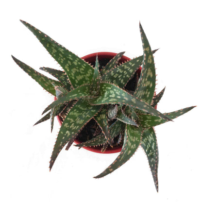 red tips on aloe vera plant Aloe 'Pink Tips' Aloe Hybrid