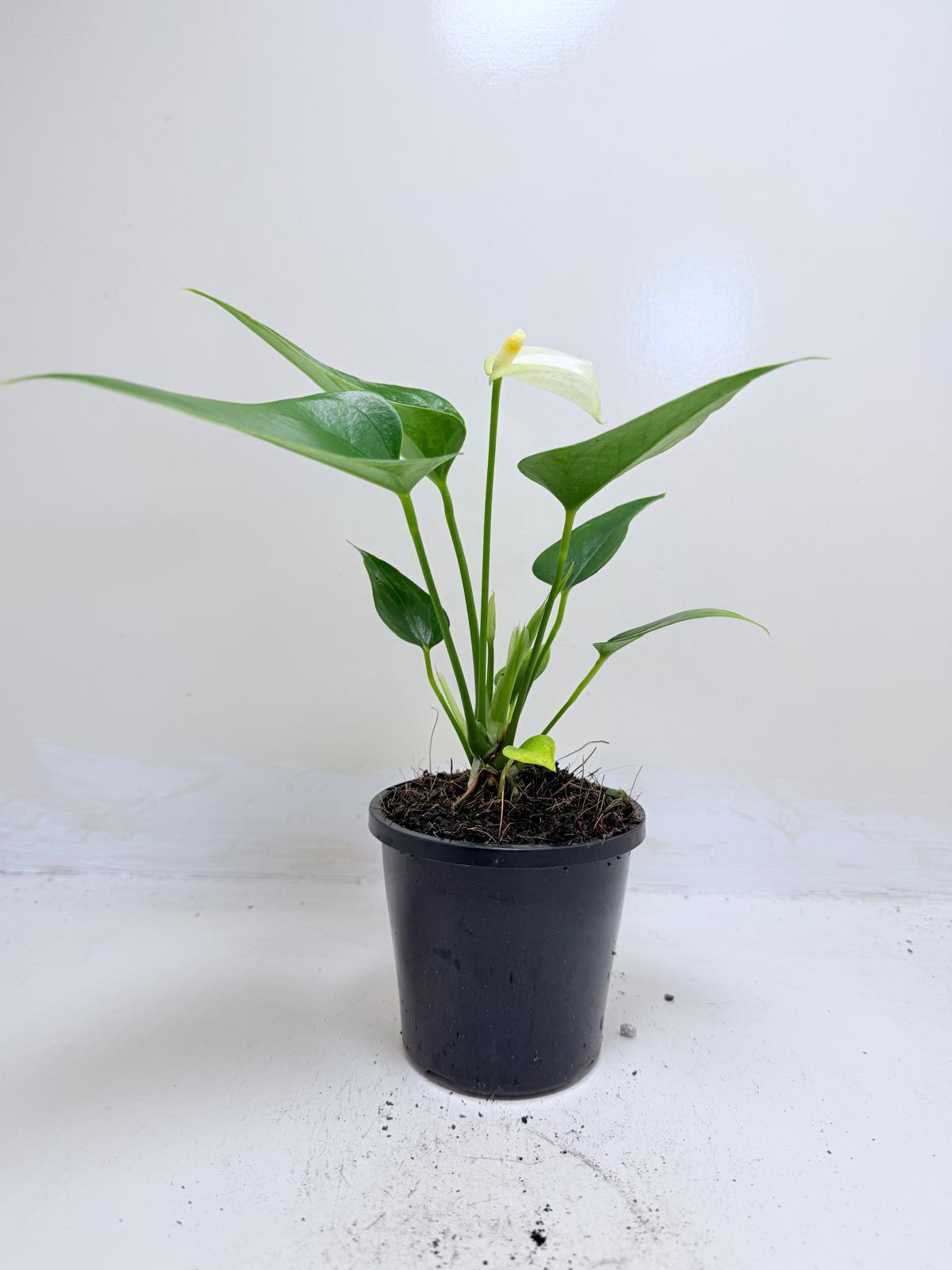 Anthurium Alpine