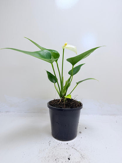 Anthurium Alpine