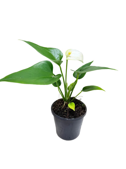 Anthurium Alpine