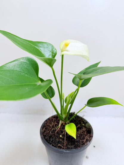Anthurium Alpine