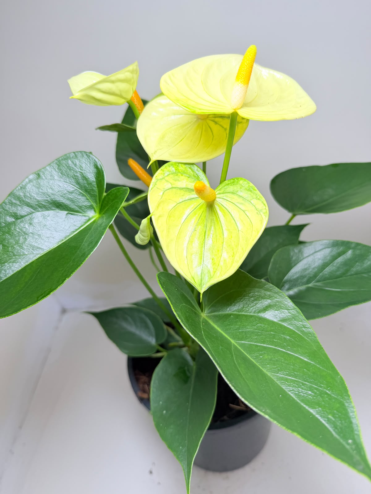 Anthurium Andraenum Vanila  - 200mm Bare Rooted